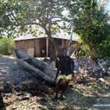Lambis en Haïti, farm conch