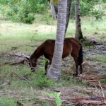 cheval jouant à cache à cache.... L'arbre n'est vraiment pas assez gros...