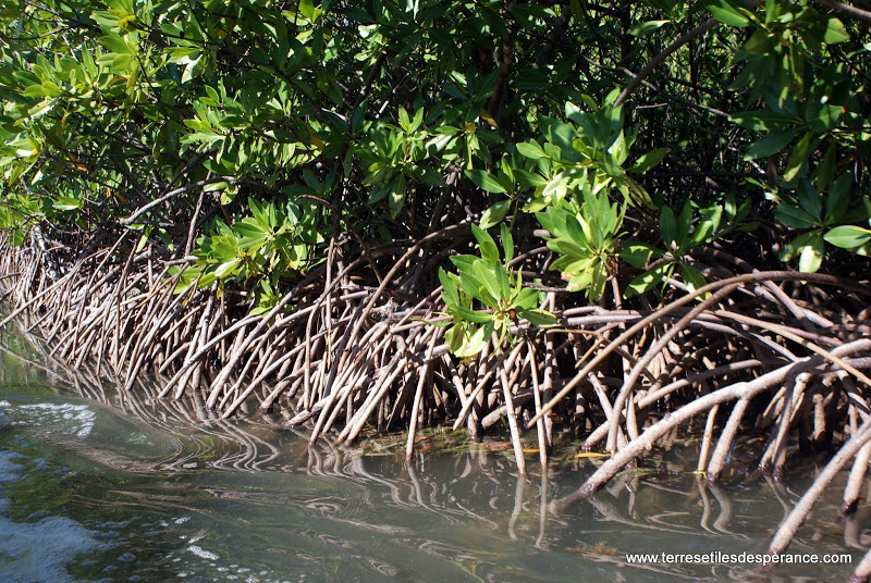 mangrove palétuviers